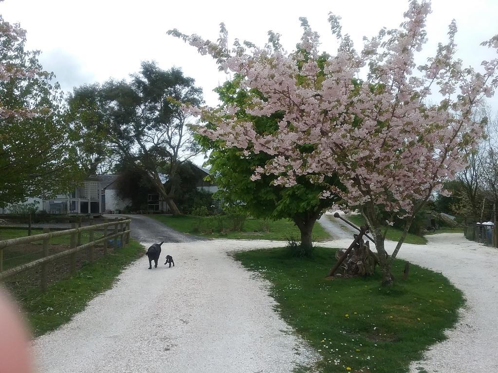 The Swallows Guest House New Quay  Zewnętrze zdjęcie